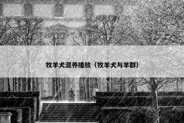 牧羊犬混养播放（牧羊犬与羊群）
