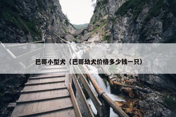 巴哥小型犬（巴哥幼犬价格多少钱一只）
