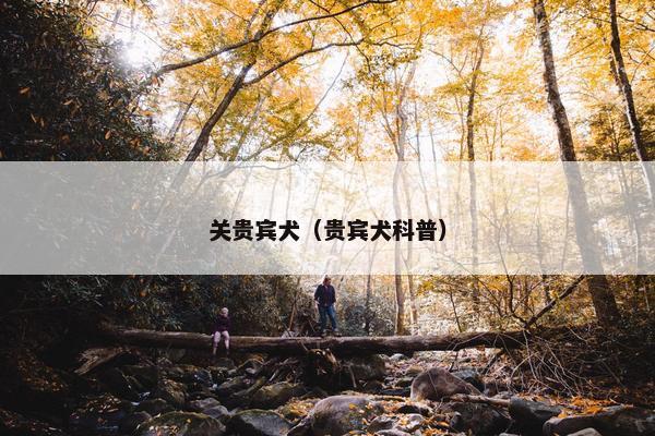 关贵宾犬（贵宾犬科普）