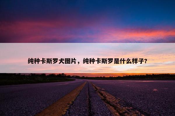 纯种卡斯罗犬图片，纯种卡斯罗是什么样子?