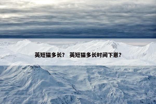 英短猫多长？ 英短猫多长时间下崽？