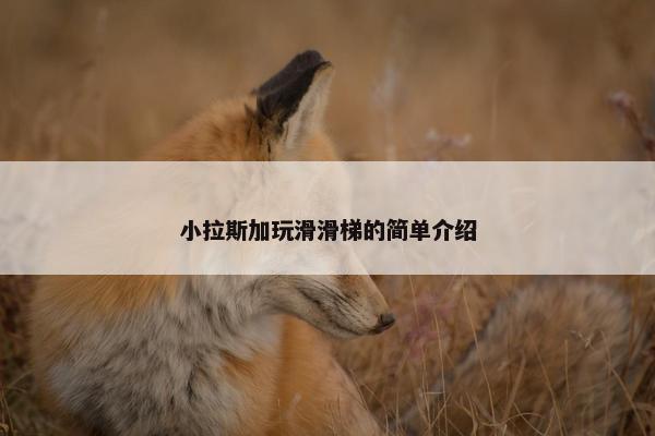 小拉斯加玩滑滑梯的简单介绍