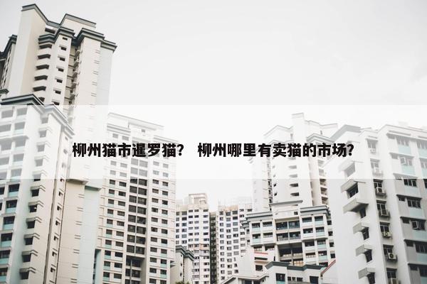 柳州猫市暹罗猫？ 柳州哪里有卖猫的市场？