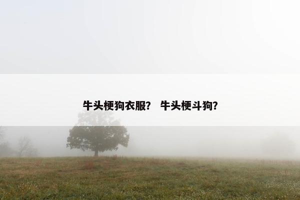 牛头梗狗衣服？ 牛头梗斗狗？