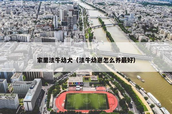 家里法牛幼犬（法牛幼崽怎么养最好）