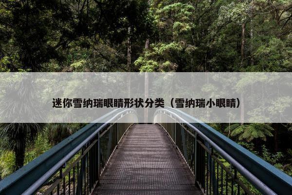 迷你雪纳瑞眼睛形状分类（雪纳瑞小眼睛）