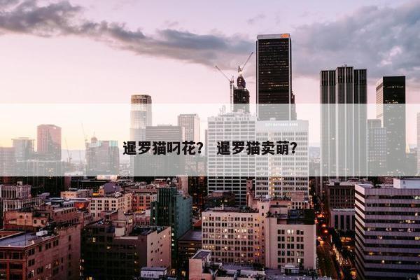 暹罗猫叼花？ 暹罗猫卖萌？