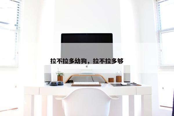 拉不拉多幼狗，拉不拉多够