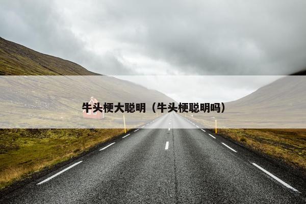 牛头梗大聪明（牛头梗聪明吗）