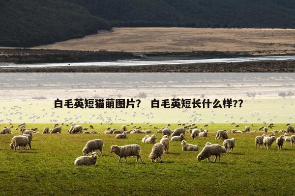白毛英短猫萌图片？ 白毛英短长什么样?？