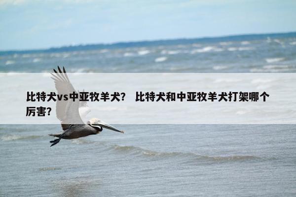 比特犬vs中亚牧羊犬？ 比特犬和中亚牧羊犬打架哪个厉害？