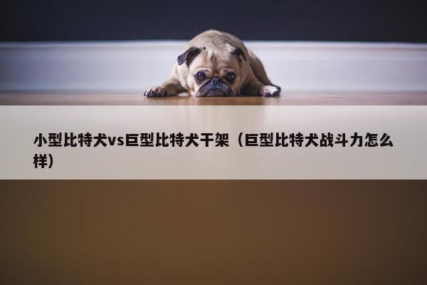小型比特犬vs巨型比特犬干架（巨型比特犬战斗力怎么样）