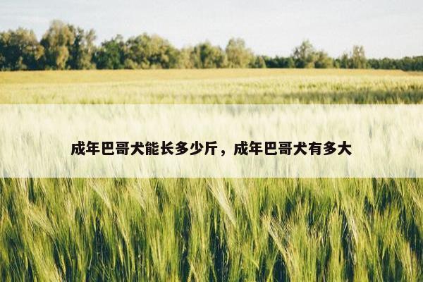 成年巴哥犬能长多少斤，成年巴哥犬有多大