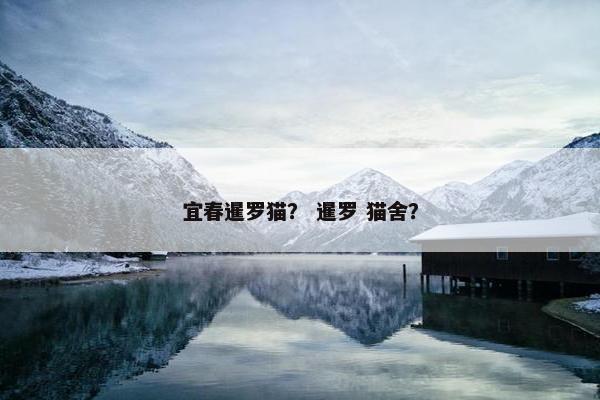 宜春暹罗猫？ 暹罗 猫舍？