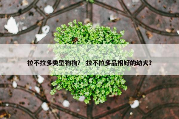 拉不拉多类型狗狗？ 拉不拉多品相好的幼犬？