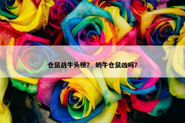 仓鼠战牛头梗？ 奶牛仓鼠凶吗？