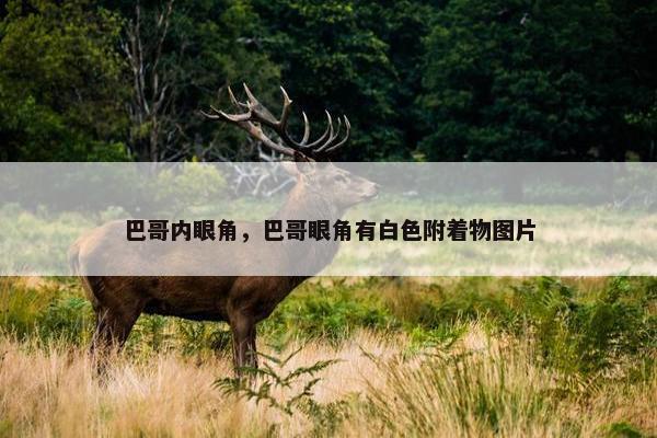 巴哥内眼角，巴哥眼角有白色附着物图片