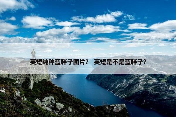 英短纯种蓝胖子图片？ 英短是不是蓝胖子？