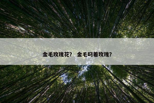 金毛玫瑰花？ 金毛叼着玫瑰？