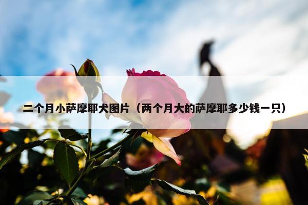 二个月小萨摩耶犬图片（两个月大的萨摩耶多少钱一只）
