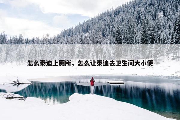 怎么泰迪上厕所，怎么让泰迪去卫生间大小便