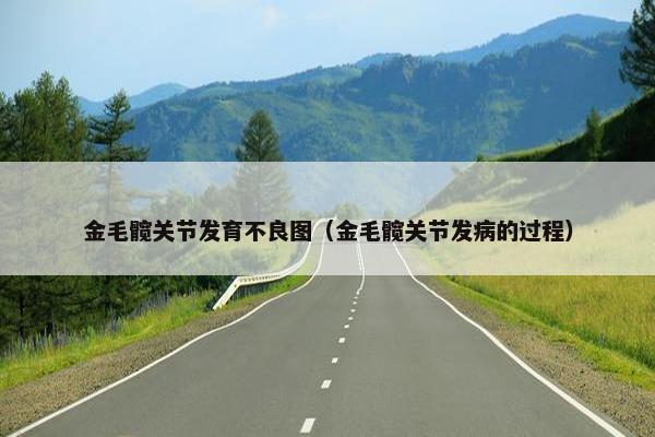 金毛髋关节发育不良图（金毛髋关节发病的过程）