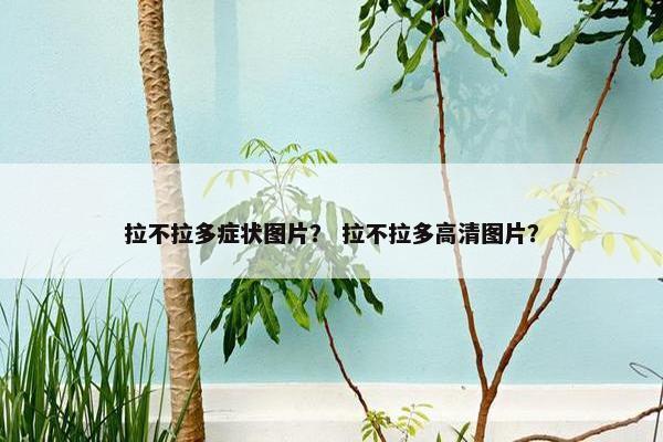拉不拉多症状图片？ 拉不拉多高清图片？