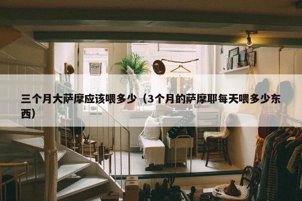 三个月大萨摩应该喂多少（3个月的萨摩耶每天喂多少东西）