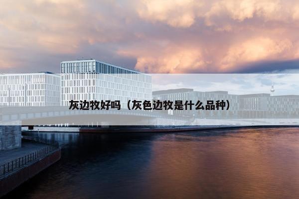 灰边牧好吗（灰色边牧是什么品种）