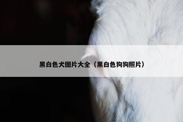 黑白色犬图片大全（黑白色狗狗照片）