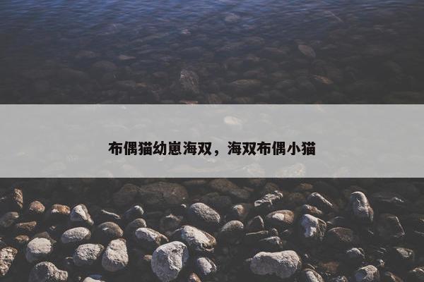 布偶猫幼崽海双，海双布偶小猫