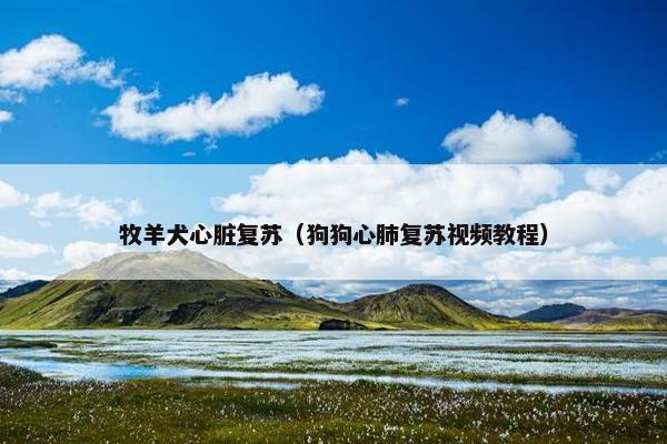 牧羊犬心脏复苏（狗狗心肺复苏视频教程）