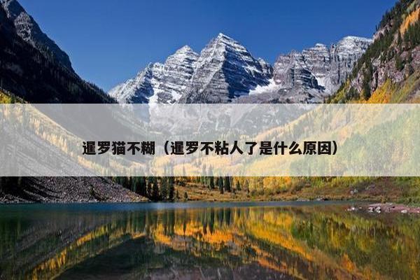 暹罗猫不糊（暹罗不粘人了是什么原因）