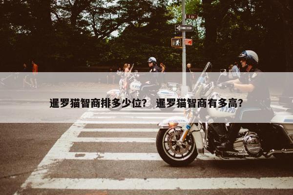 暹罗猫智商排多少位？ 暹罗猫智商有多高？