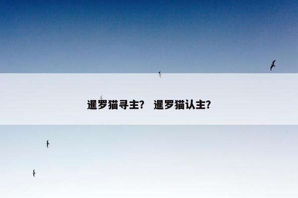 暹罗猫寻主？ 暹罗猫认主？
