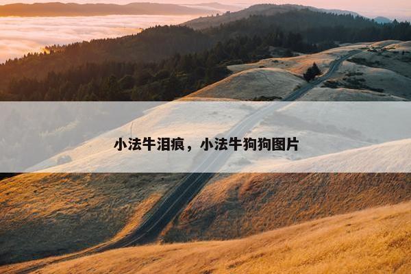 小法牛泪痕，小法牛狗狗图片