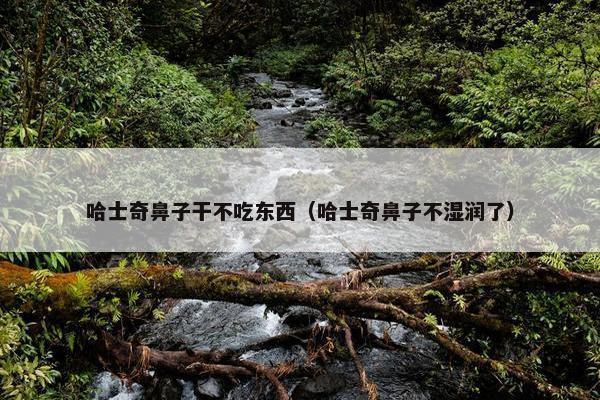 哈士奇鼻子干不吃东西（哈士奇鼻子不湿润了）