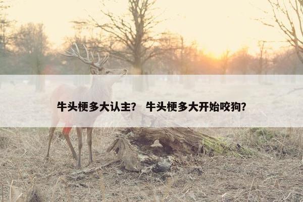 牛头梗多大认主？ 牛头梗多大开始咬狗？