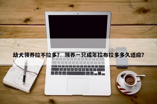 幼犬领养拉不拉多？ 领养一只成年拉布拉多多久适应？