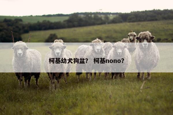 柯基幼犬狗盆？ 柯基nono？