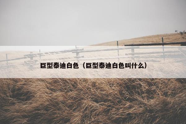 巨型泰迪白色（巨型泰迪白色叫什么）