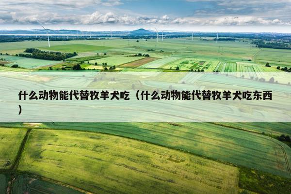 什么动物能代替牧羊犬吃（什么动物能代替牧羊犬吃东西）