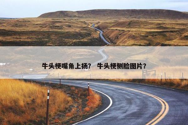 牛头梗嘴角上扬？ 牛头梗侧脸图片？