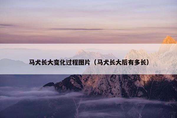马犬长大变化过程图片（马犬长大后有多长）
