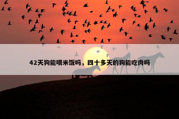 42天狗能喂米饭吗，四十多天的狗能吃肉吗