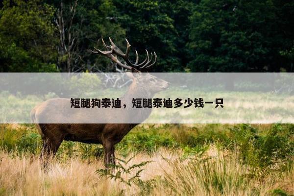 短腿狗泰迪，短腿泰迪多少钱一只