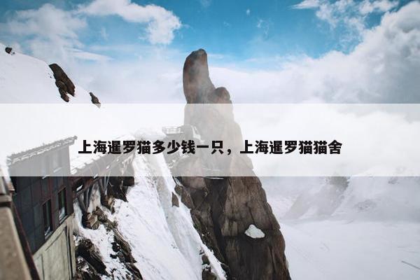 上海暹罗猫多少钱一只，上海暹罗猫猫舍