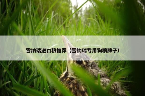 雪纳瑞进口粮推荐（雪纳瑞专用狗粮牌子）