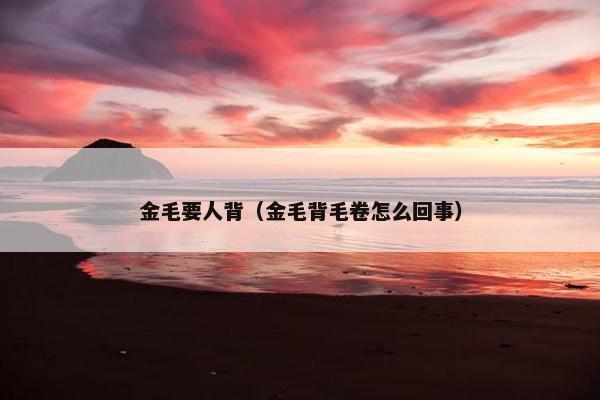 金毛要人背（金毛背毛卷怎么回事）