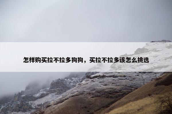 怎样购买拉不拉多狗狗，买拉不拉多该怎么挑选